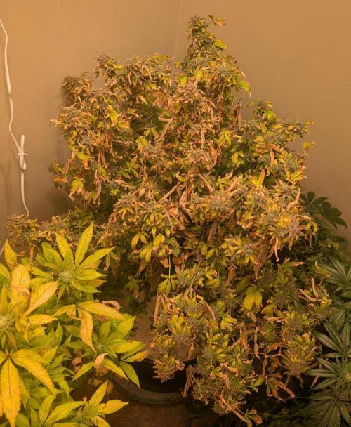 Gushers. Week 26