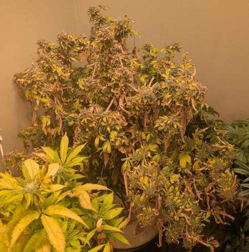Gushers. Week 26