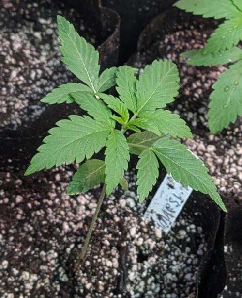 Amnesi-K Haze. Week 2