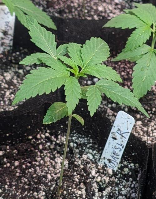 Amnesi-K Haze. Week 2
