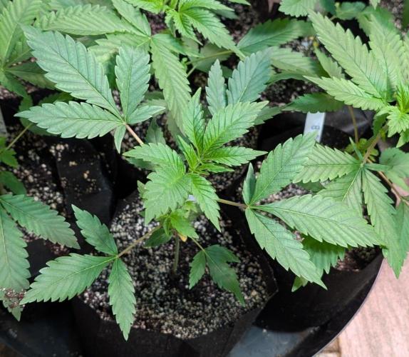 Amnesi-K Haze. Week 2