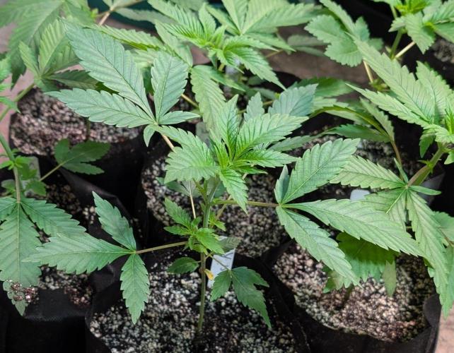 Amnesi-K Haze. Week 2