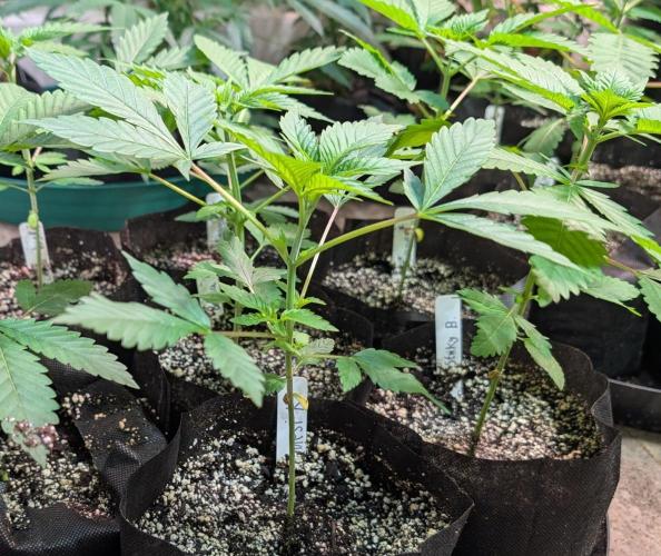 Amnesi-K Haze. Week 2