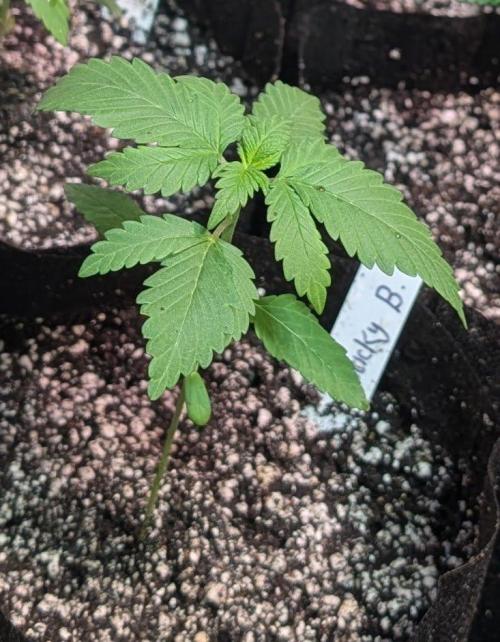Sticky Broccoli. Week 2