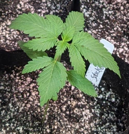 Sticky Broccoli. Week 2