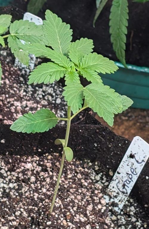 Grape and Cream. Week 2