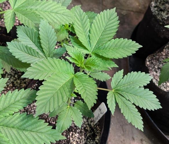 Grape and Cream. Week 2