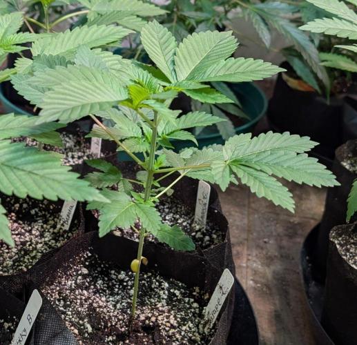 Grape and Cream. Week 2