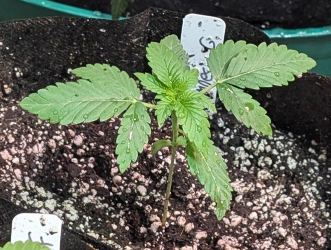 Amnesia Gas. Week 2