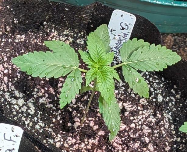 Amnesia Gas. Week 2
