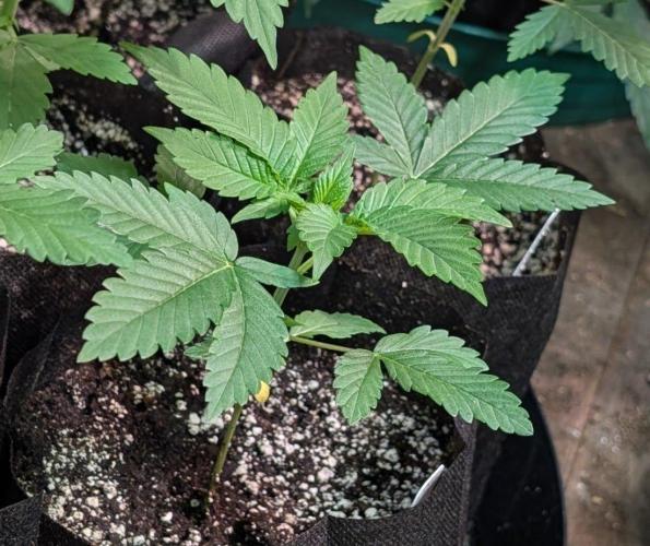 Amnesia Gas. Week 2