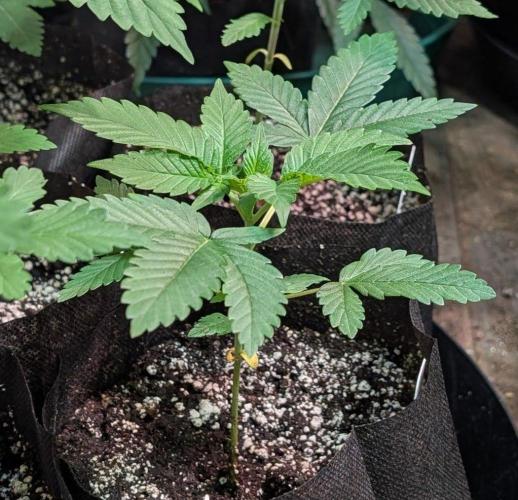 Amnesia Gas. Week 2