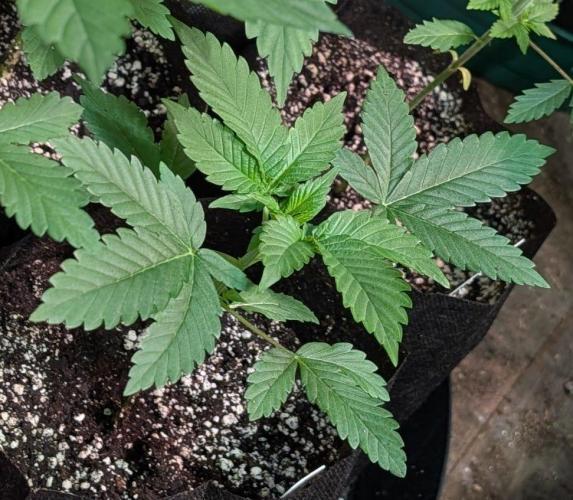Amnesia Gas. Week 2