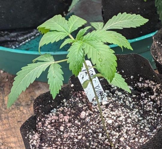 Aura Hash. Week 2