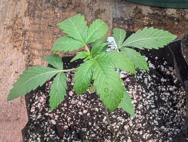 Aura Hash. Week 2