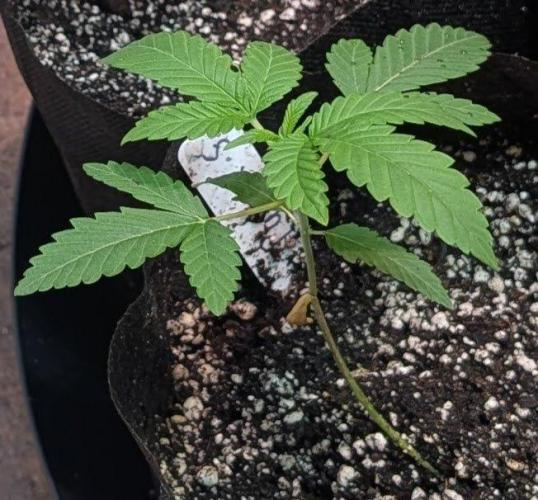 Papaya Stank. Week 2