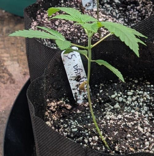 Papaya Stank. Week 2