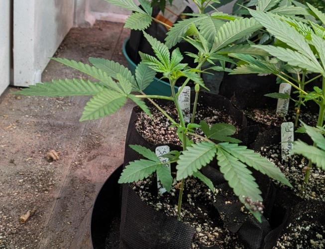 Papaya Stank. Week 2