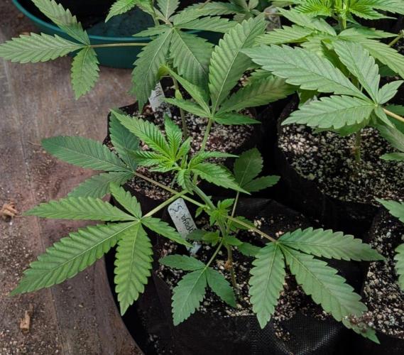 Papaya Stank. Week 2