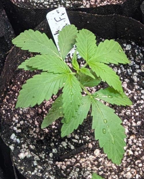 Banana Fumes. Week 2