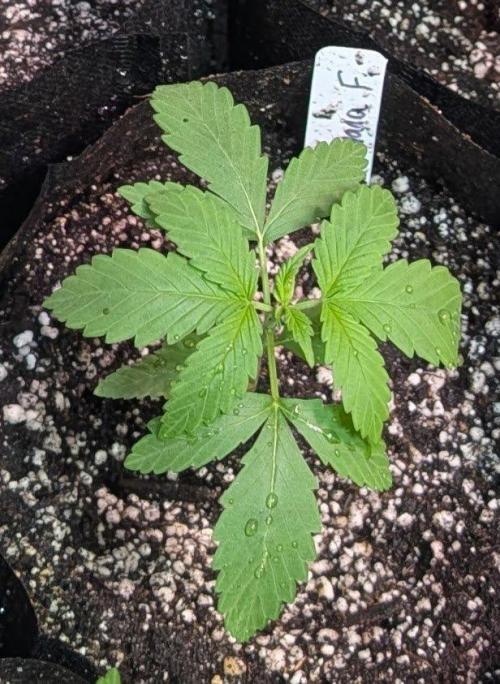 Banana Fumes. Week 2