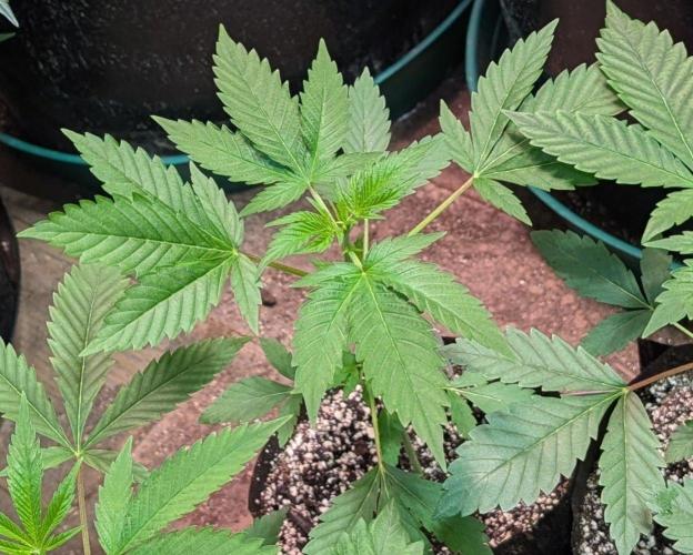 Fat Bastard. Week 2