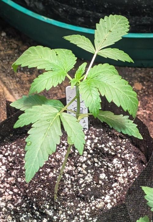 GMO Cookies. Week 2