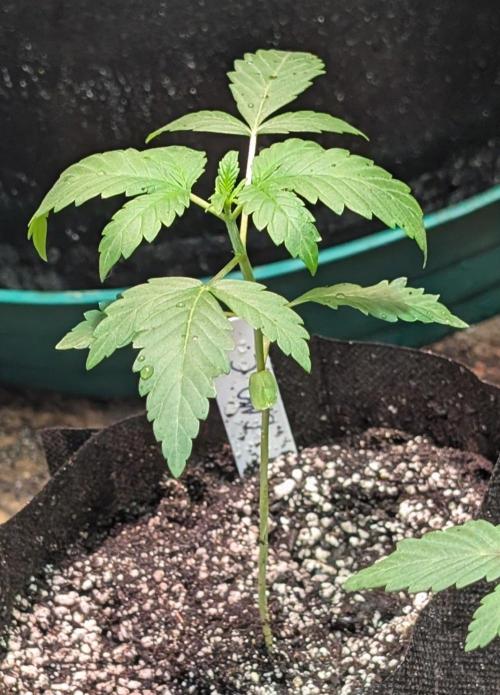 GMO Cookies. Week 2