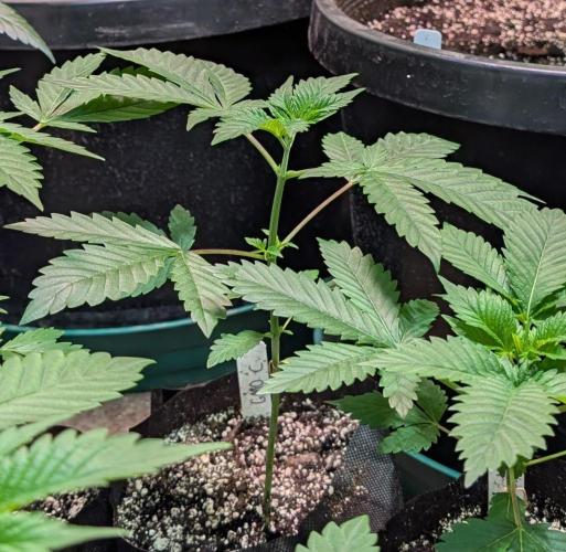 GMO Cookies. Week 2