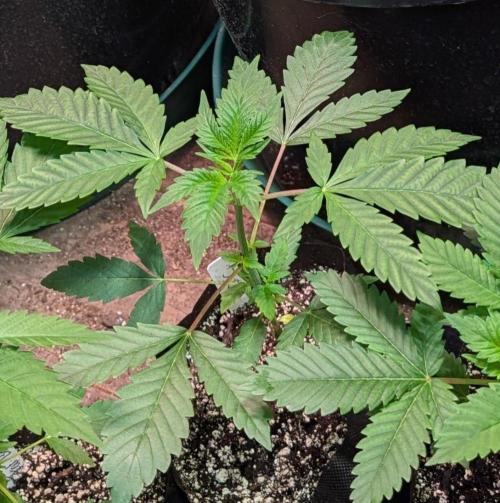 GMO Cookies. Week 2