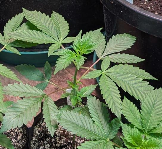 GMO Cookies. Week 2