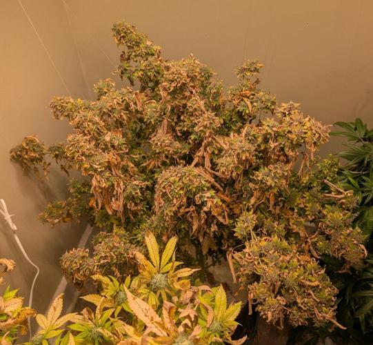 Gushers. Week 27