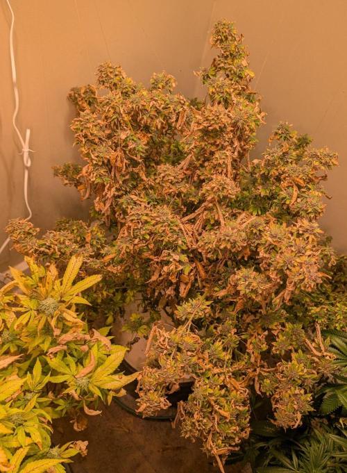 Gushers. Week 27
