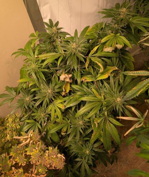 Pellezino Cookies. Week 27