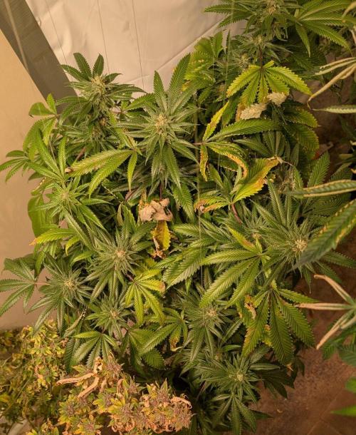 Pellezino Cookies. Week 27