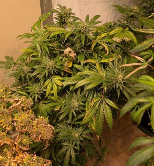 Pellezino Cookies. Week 27