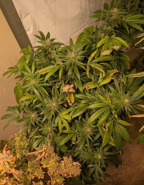 Pellezino Cookies. Week 27