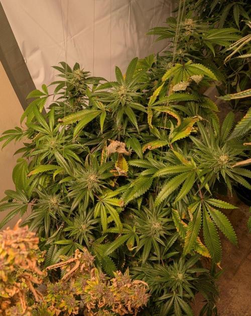 Pellezino Cookies. Week 27