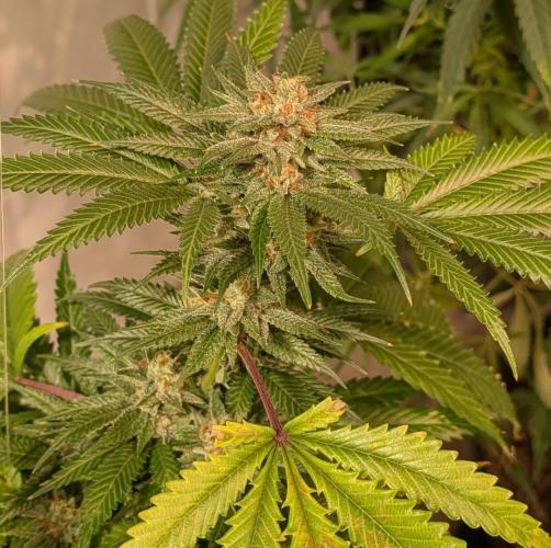 Pellezino Cookies. Week 27