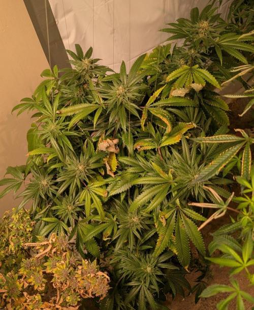 Pellezino Cookies. Week 27