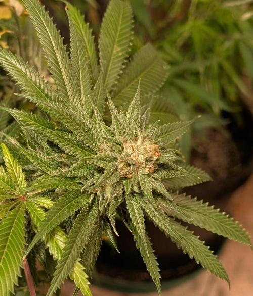 Pellezino Cookies. Week 27