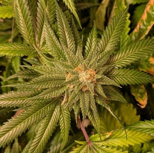 Pellezino Cookies. Week 27