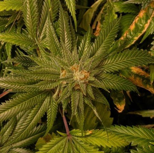 Pellezino Cookies. Week 27