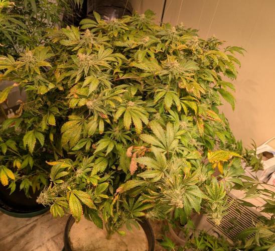 Forbidden Fruit. Week 27