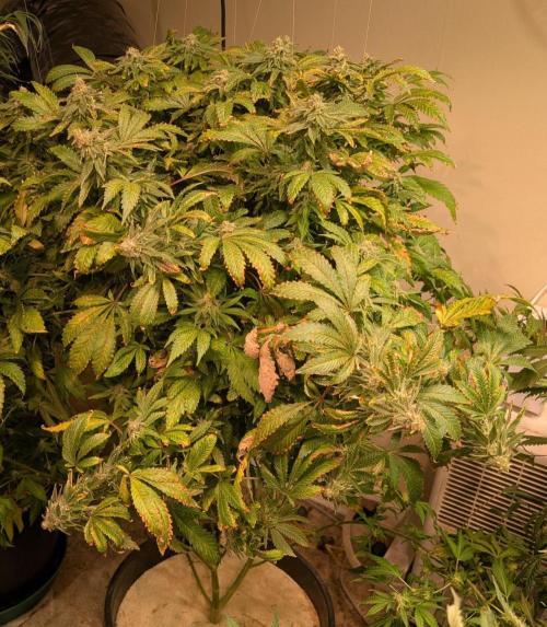 Forbidden Fruit. Week 27