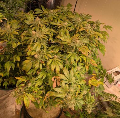 Forbidden Fruit. Week 27