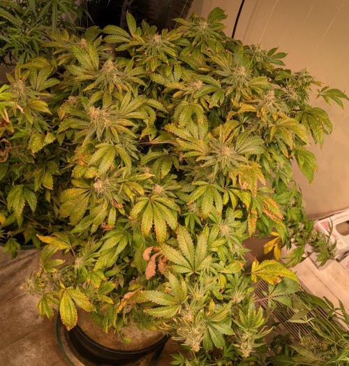 Forbidden Fruit. Week 27