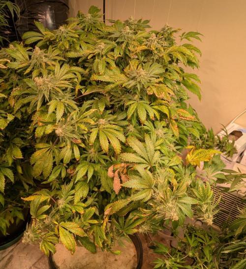 Forbidden Fruit. Week 27