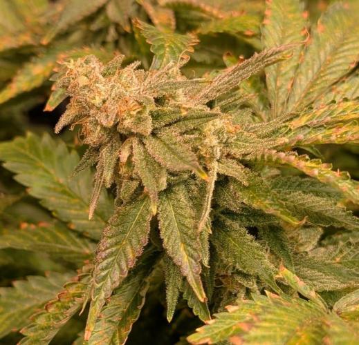 Forbidden Fruit. Week 27