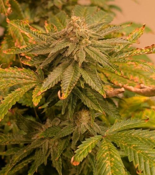 Forbidden Fruit. Week 27